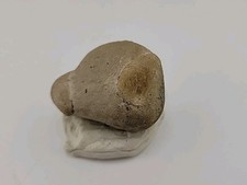 Egg Fossil Permineralized