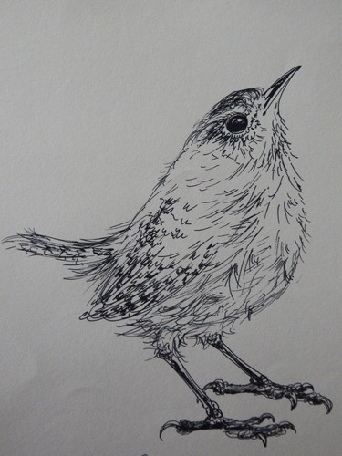 Ink bird drawing - , wren