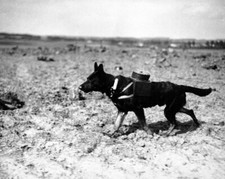 Dog at work World War I 8x10