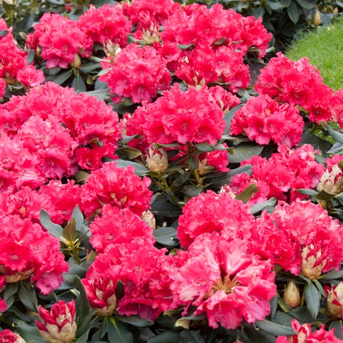 Rhododendron markeeta prize - rhododendron, markeeta's