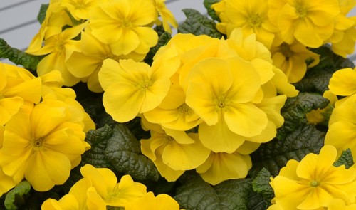 Very healthy limonchello - very,