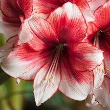 Amaryllis Temptation Winter
