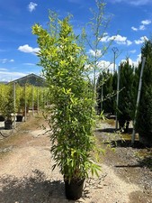 Extra Large Bamboo Aurea Gold