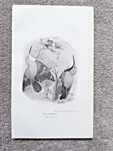 Wall creeper bird - wall,