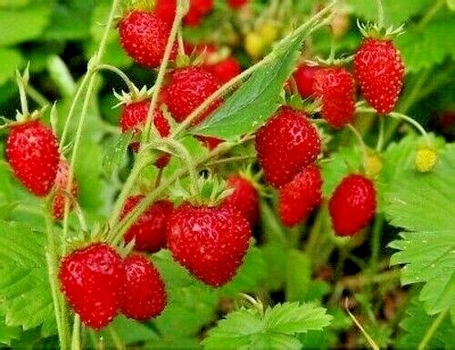 Wild strawberry ali baba 250 - strawberry, ali-baba
