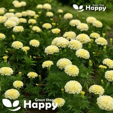 African Marigold - Kilimanjaro - 60 Seeds - Vanilla White Annual Flower