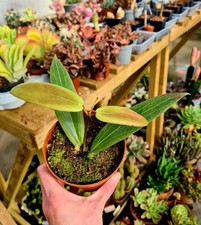 Hoya Soligamiana | Fragrant tropical vine waxflower plant