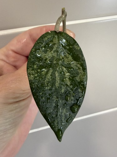 Hoya jateng leaf - hoya,