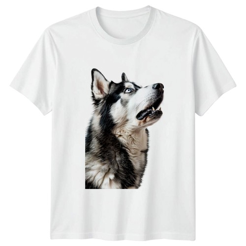 Siberian husky blue eyes - husky,