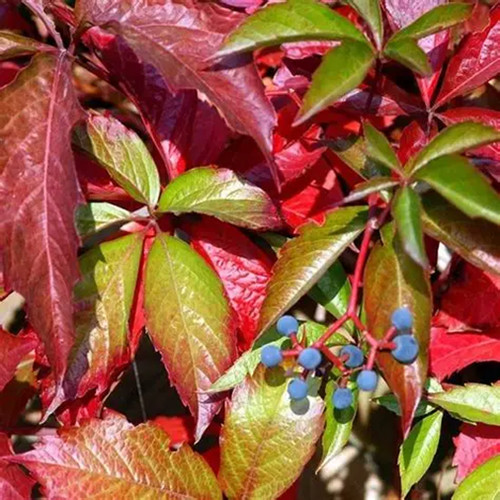 Parthenocissus chinese - parthenocissus,