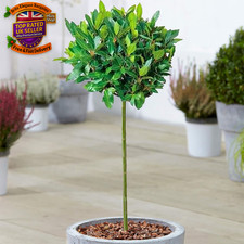 Standard Kitchen Bay Leaf Tree