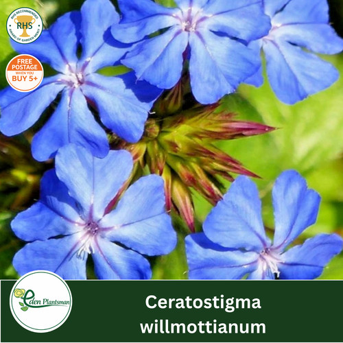 Ceratostigma willmottianum