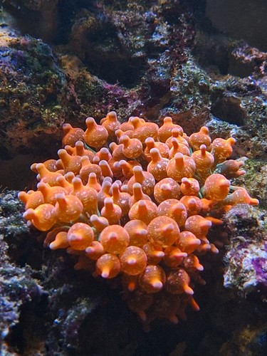 Bubble tip anemone 3 - anemone, 3"