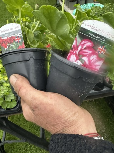 Mixed trailing geraniums - geraniums, 10