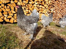 20 (NO) HATCHING EGGS Brahma