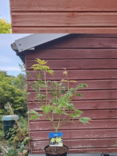 Acer arctic jade - jade, 5l