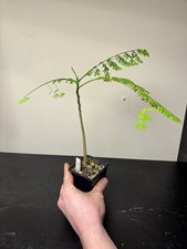 Delonix Regia Poinciana