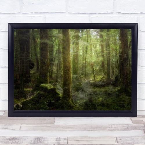 Landscape beech forest trees - forest,