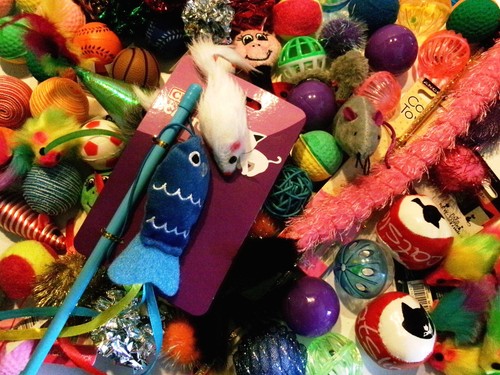 Bulk buy cat - kitten, toys