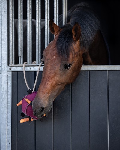 Qhp ball horse toy - horse,
