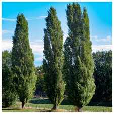 25 Lombardy Poplar / Populus