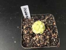 Pinguicula Esseriana