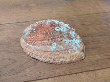 Large Haliotis Madaka 150mm Rare Species Abalone Shell Sea shells Japan