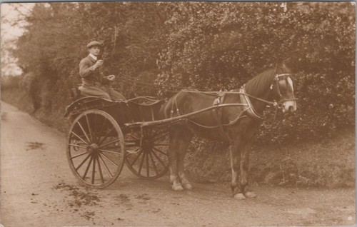 Horse transport postcard - transport,