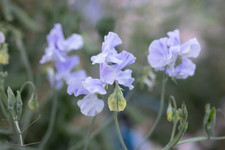 3 x Specialist Sweet Pea Plug