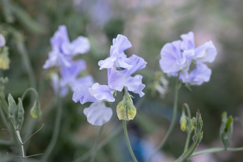 Specialist sweet pea - 3,