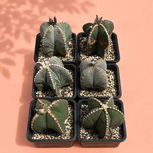 Astrophytum myriostigma cactus - astrophytum,
