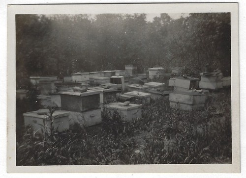East hill apiary beekeeping - apiary,