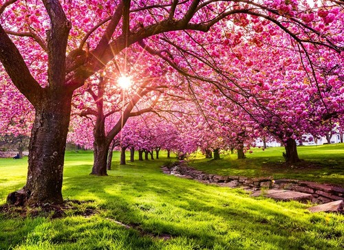 Photo wall mural cherry - wall, tree