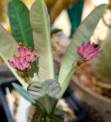 Rare euphorbia pachypodioides - rare,