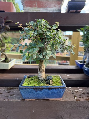 Chinese elm - chinese,