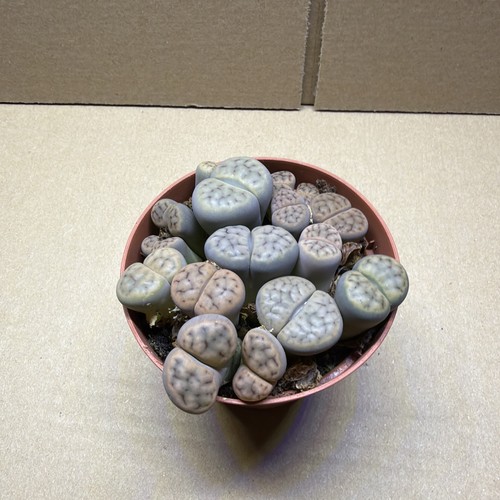 Mixed pastel lithops - lithops, group