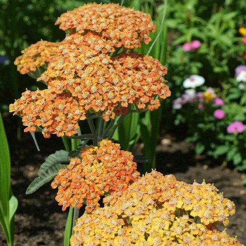 Achillea terracotta plant - terracotta,