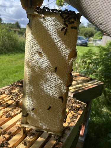 Unpasteurized fresh honey comb - fresh,