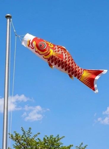 Japanese koi carp fish - carp,