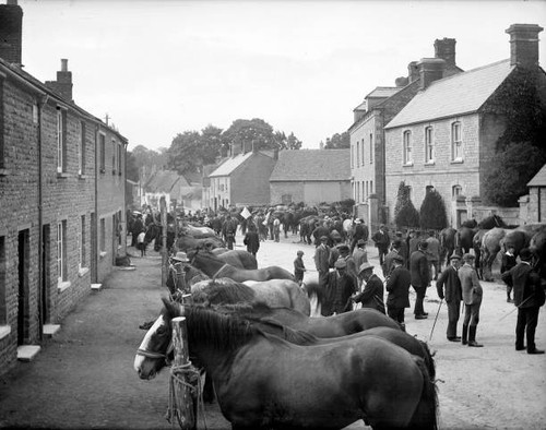 Bampton horse fair - horse,