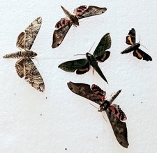 Hawk Moth Collection Set x5 (A2) Entomology Ideal For Photography *READ QUALITY*