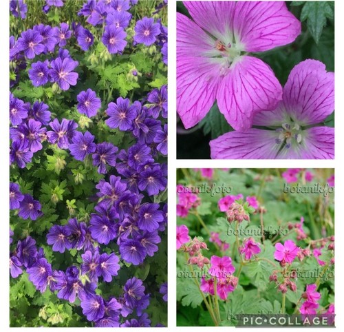 Geranium cranesbill collection - cranesbill,