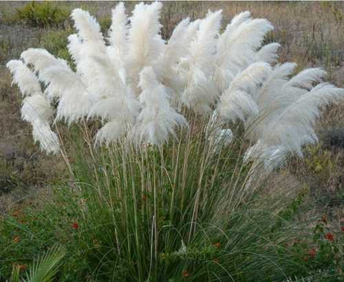White pampas grass - pampas, rare