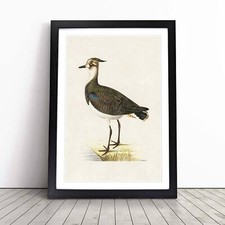 Northern Lapwing Bird Framed Canvas Wall Art Print Poster Picture, Home Decor