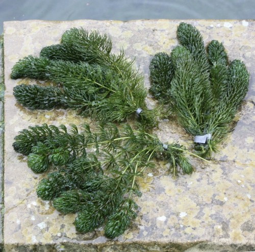 Bunches hornwort 18 - ~,