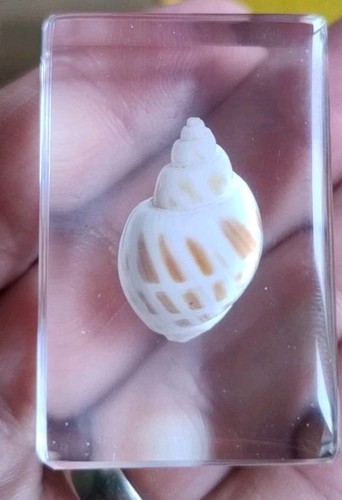 Real sea shell insect - shell,