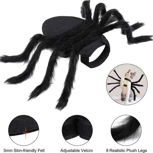 Halloween party spider pet - party,
