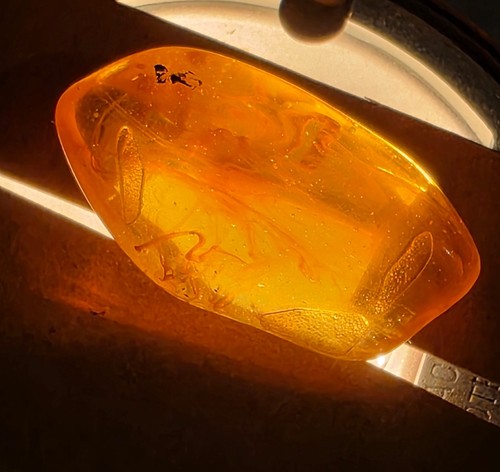 Amber with inclusions - amber,