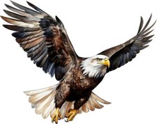 Colourful Flying Bald Eagle