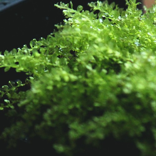 Plagiomnium clear jewel moss - clear,